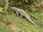 lizard.JPG (237 KB)